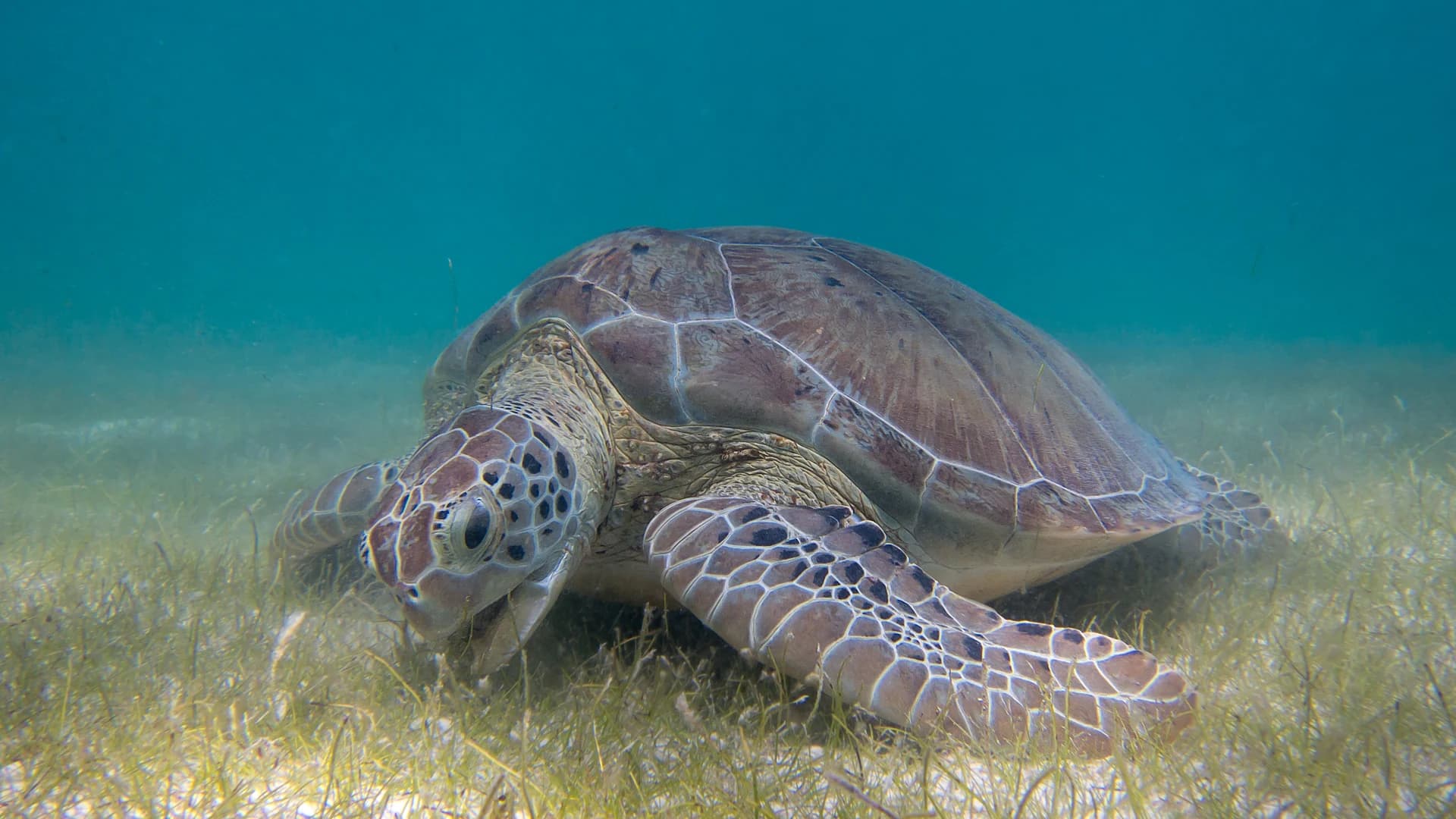 Green sea turtle grazing on a seagrass bed in shallow clear Caribbean water