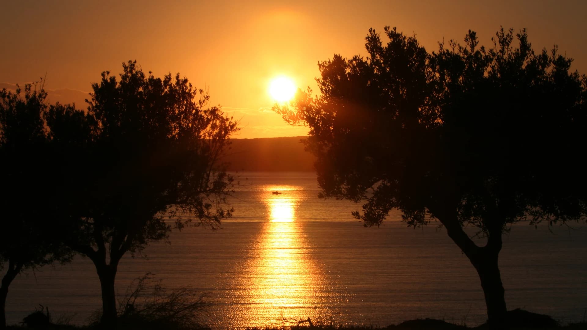 Sunset over Navarino Bay framed by olive trees, Messinia, Peloponnese, Greece