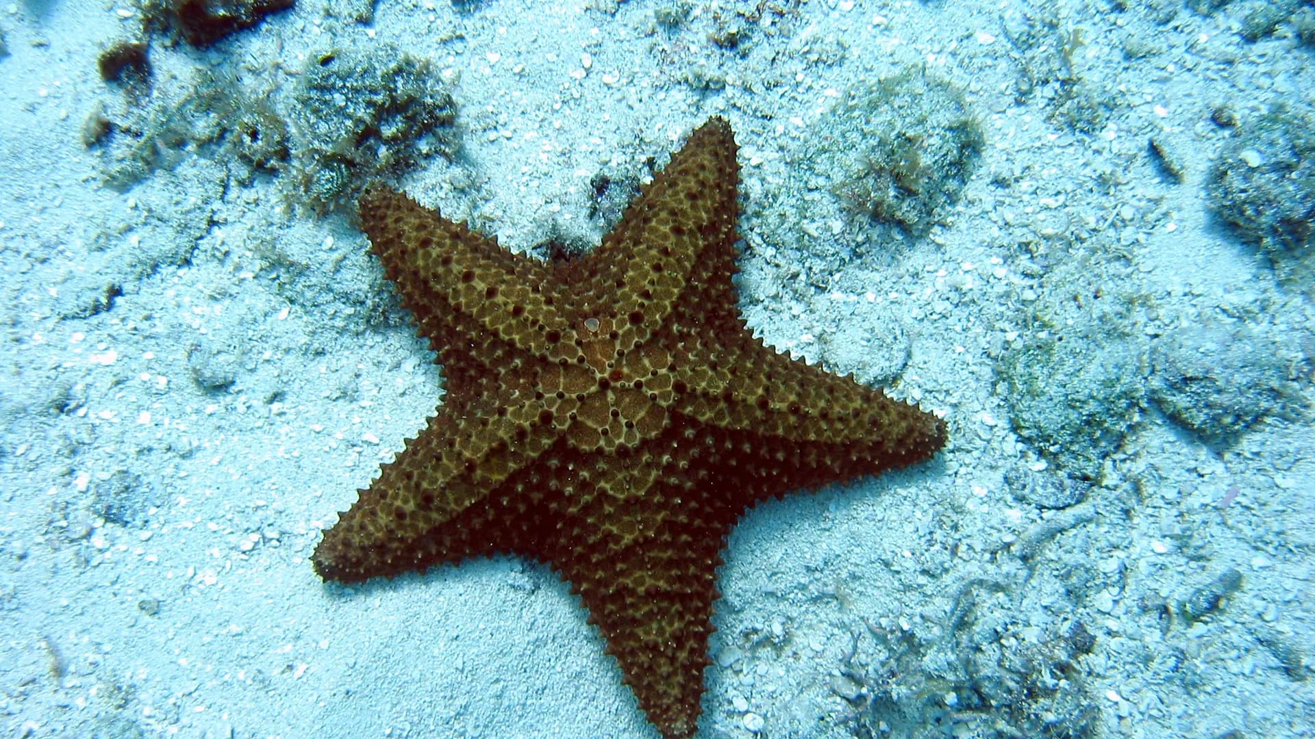 Cushion sea star on the pale sandy seabed in shallow water off Cozumel, Mexico