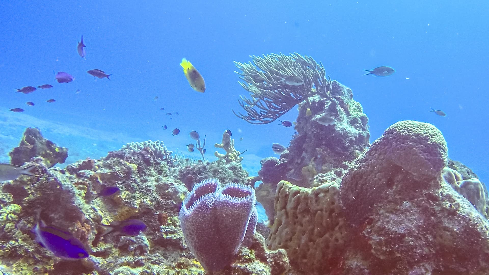 Coral heads, sponges and reef fish in Arrecifes de Cozumel National Park, Mexico