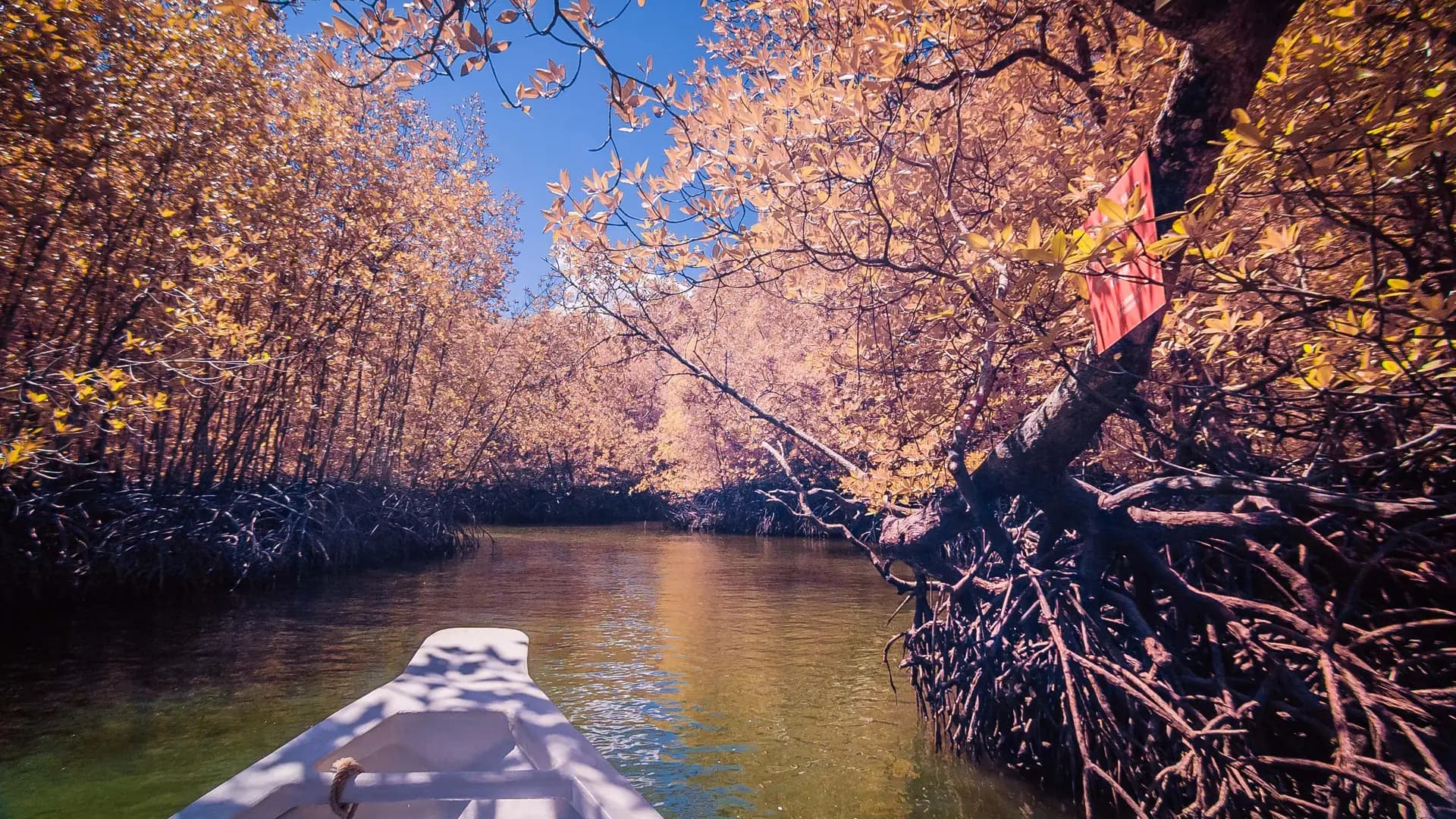 A boat gliding through the mangrove forest of Kilim Karst Geoforest Park, Langkawi, Malaysia