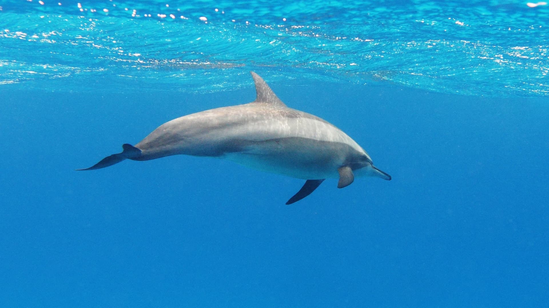 A spinner dolphin swimming just below the surface in the Red Sea, Egypt