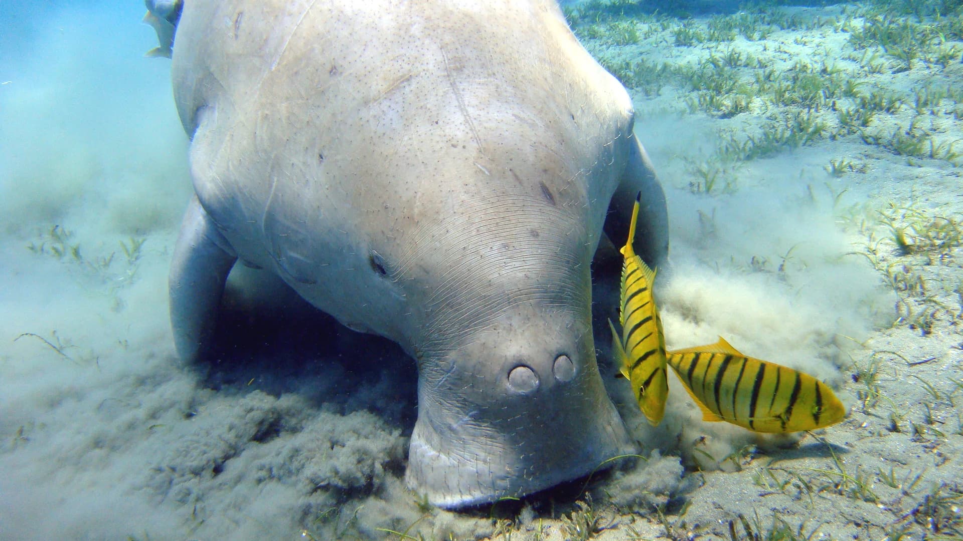 A dugong grazing on seagrass with golden trevally alongside, Marsa Alam, Egypt