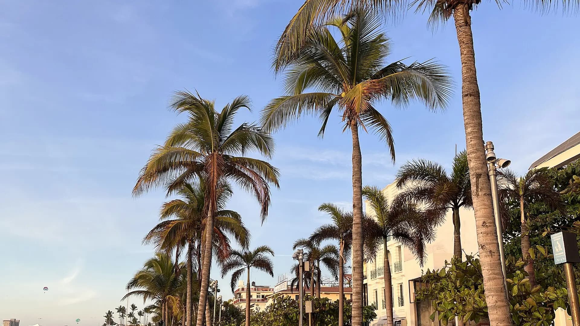 Palm-lined Malecón boardwalk along the beach in Puerto Vallarta, Mexico