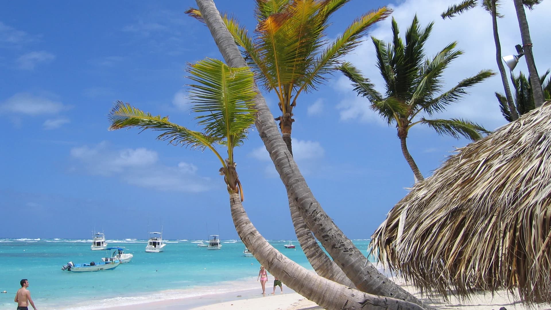 Palm trees leaning over the white sand and turquoise water of Bavaro Beach, Punta Cana