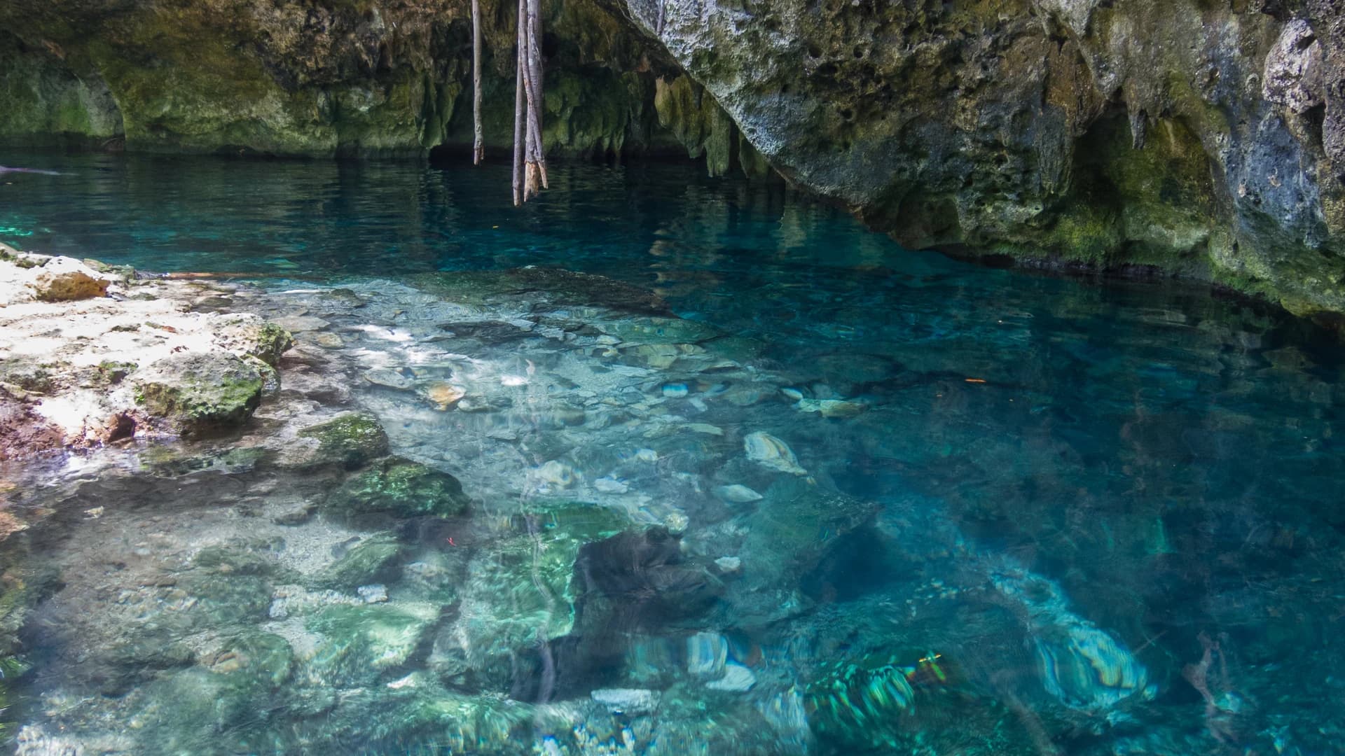 Clear turquoise water under a limestone overhang with hanging roots at Gran Cenote, Tulum, Mexico