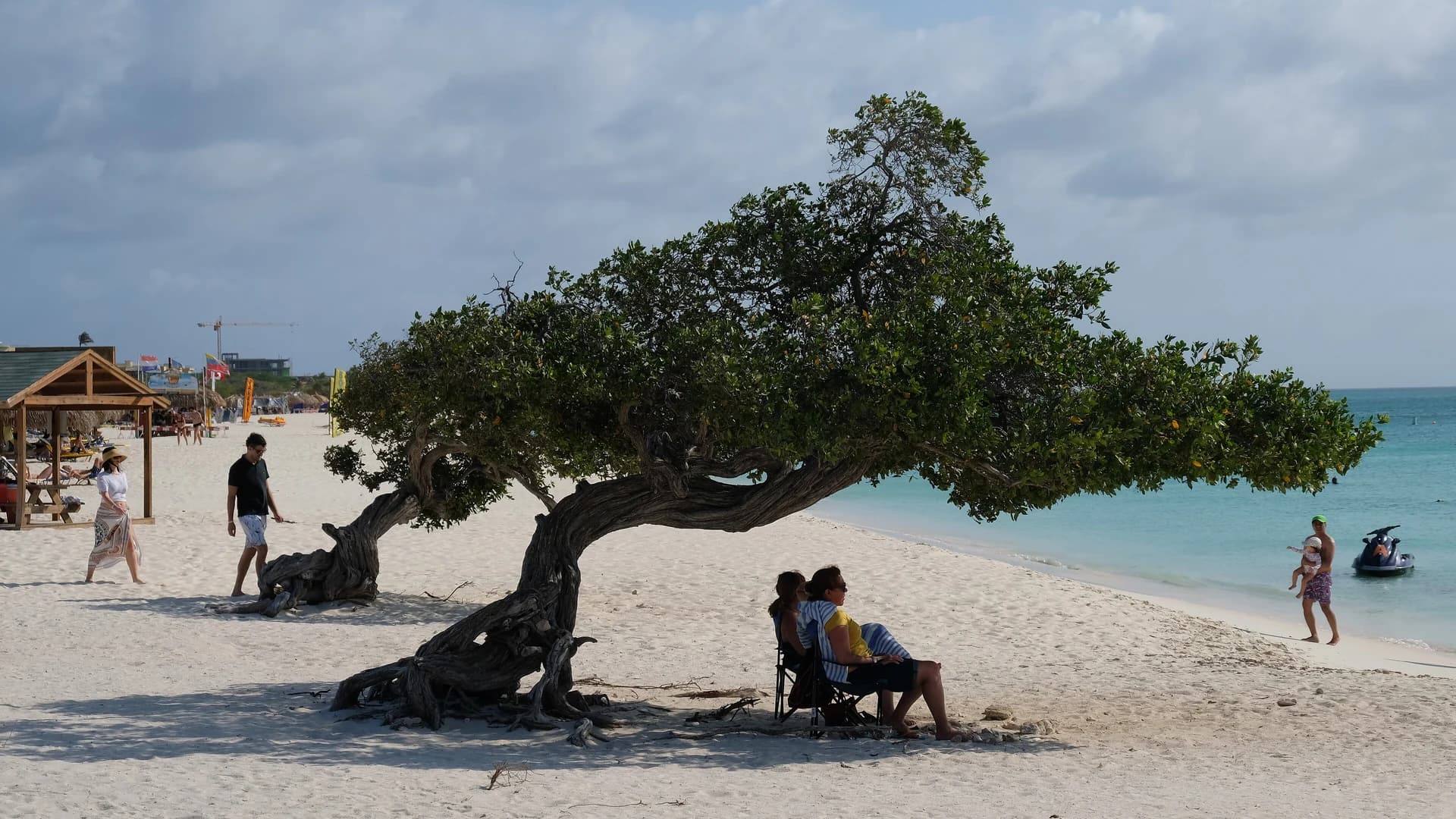 A wind-bent divi-divi tree on the white sand of Eagle Beach, Aruba
