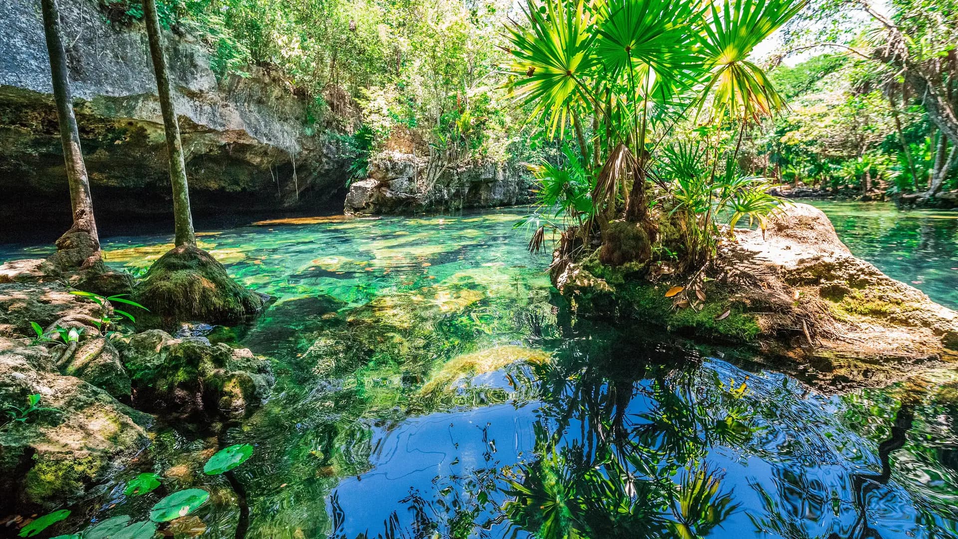 A jungle cenote with crystal-clear turquoise water near Playa del Carmen, Riviera Maya, Mexico