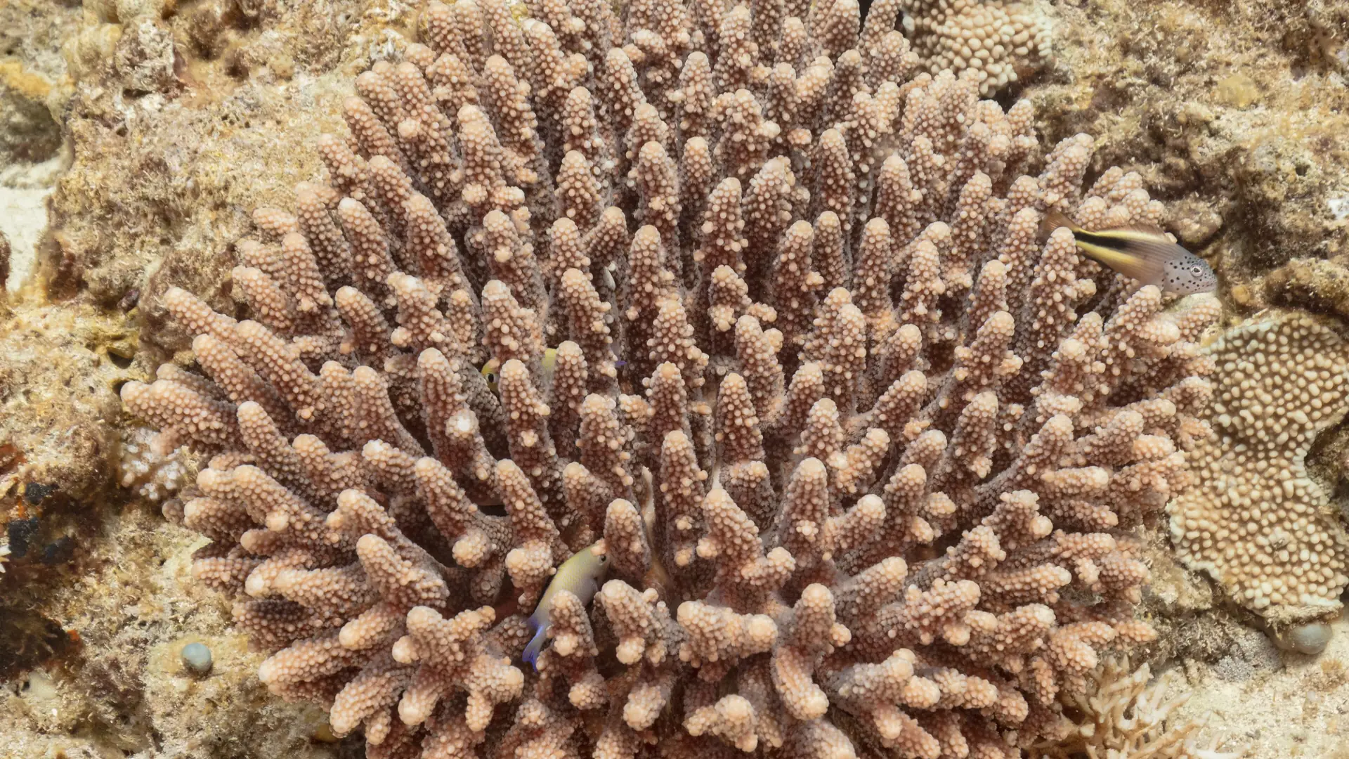 Acropora coral and reef fish in shallow water off Sharm El Sheikh, Egypt