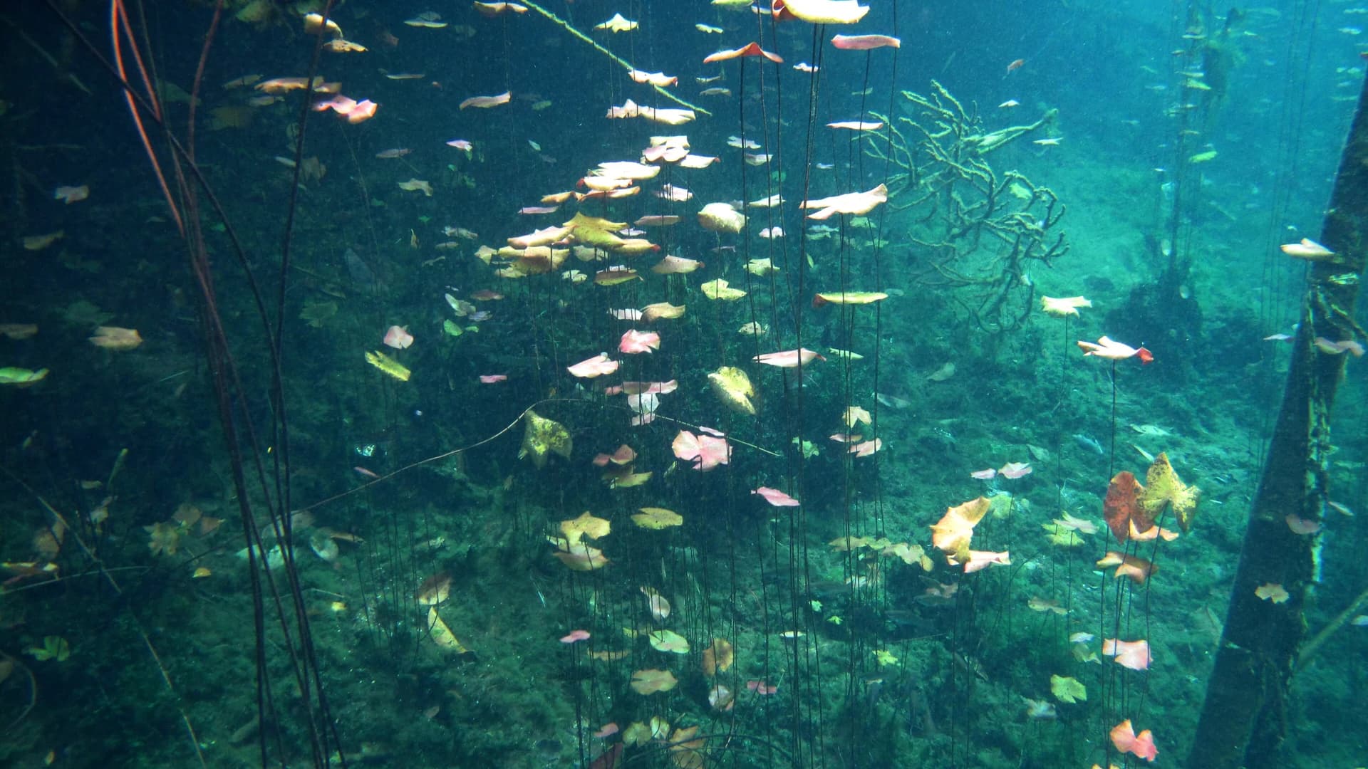 Underwater view of lily stems and sunlit vegetation inside a cenote near Tulum, Mexico